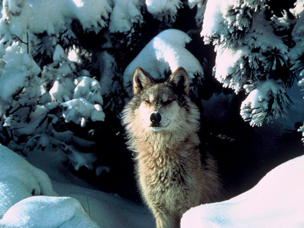 grayWolfOne